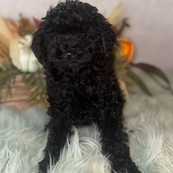 Barboncino cuccioli maschio e femmina