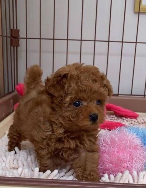 Regalo Barboncino cuccioli maschio e femmina