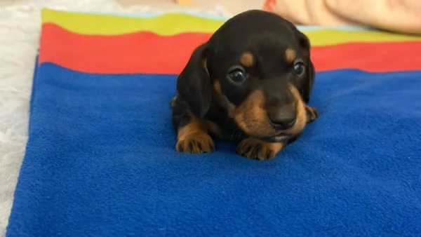 cuccioli di bassotto tedescp | Foto 0