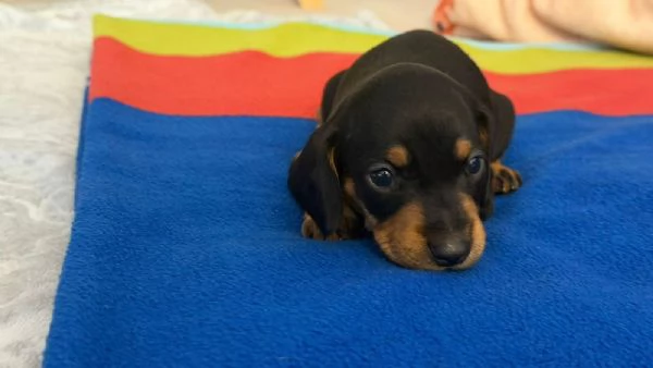 cuccioli di bassotto