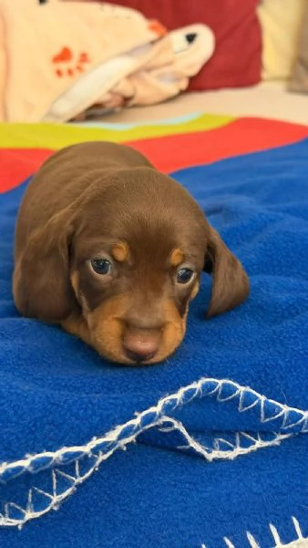 cuccioli di bassotto tedesco nano 