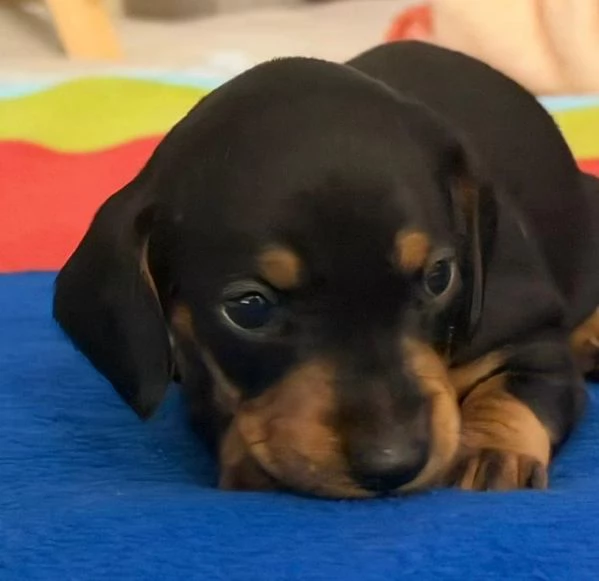 cuccioli di bassotto tedesco nano  | Foto 0