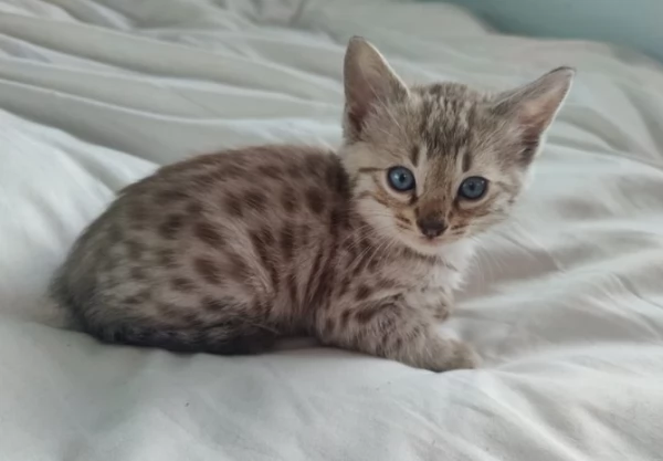 Bellissimi Gattini di Bengala