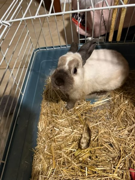 CONIGLIO NANO | Foto 0