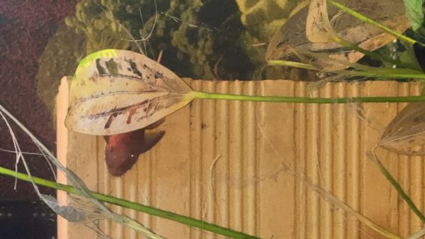 Ancistrus gold e red  | Foto 4