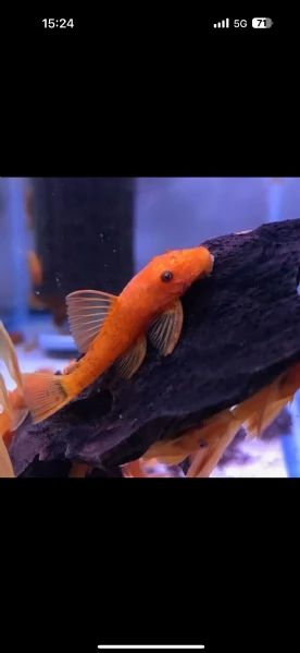 Ancistrus gold e red  | Foto 1