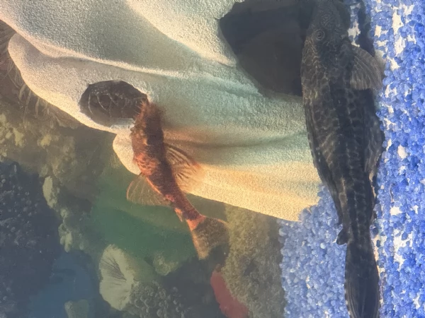 Ancistrus gold e red  | Foto 0