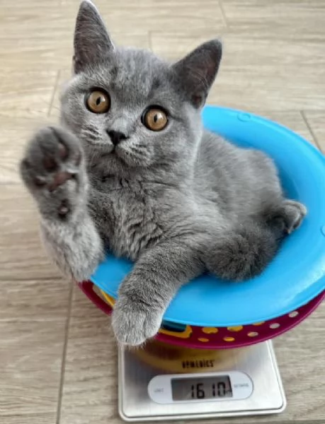 Due meravigliose British shorthair | Foto 0