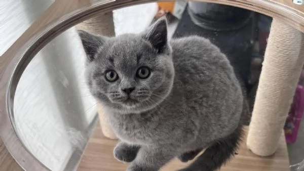 British Shorthair maschio e femmina