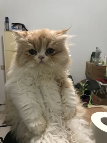 Cucciolo di persiano 