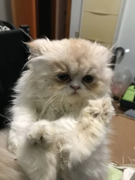 Cucciolo di persiano  | Foto 0