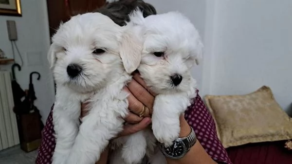 Cuccioli di maltese  | Foto 4