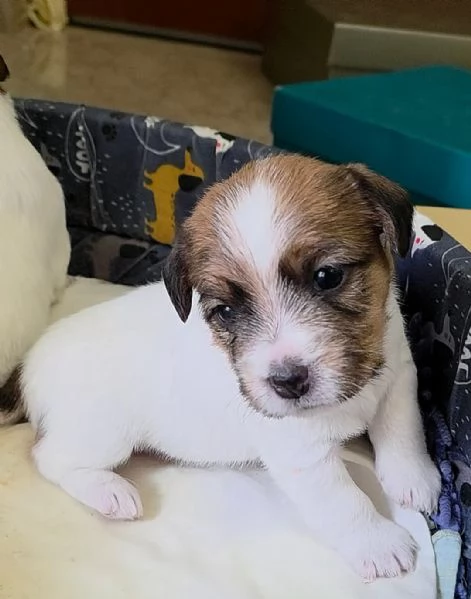 Cuccioli di Jack Russel Terrier | Foto 4