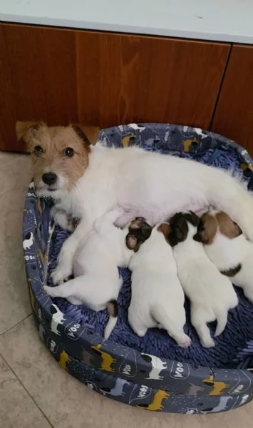 Cuccioli di Jack Russel Terrier | Foto 3
