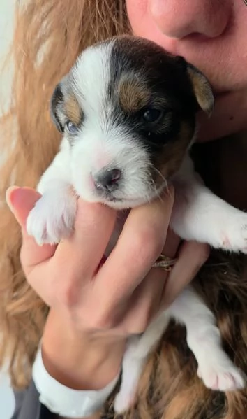 Cuccioli di Jack Russel Terrier | Foto 2