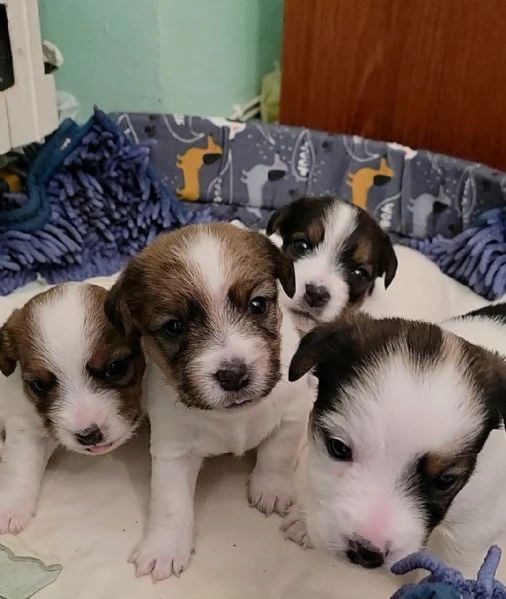 Cuccioli di Jack Russel Terrier