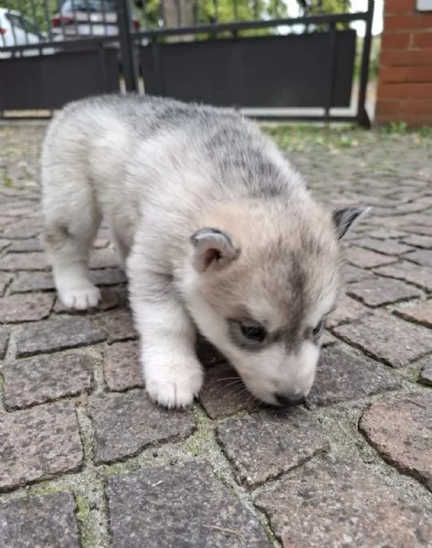 Cucciolata Siberian Husky | Foto 4