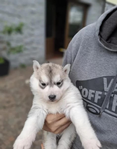 Cucciolata Siberian Husky | Foto 3