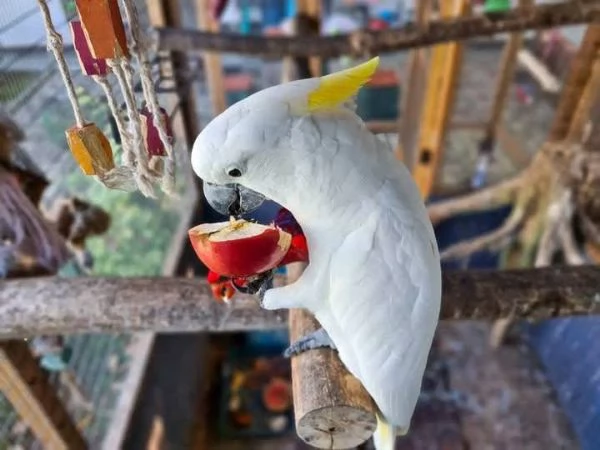 Bellissimo Cacatua Crestato | Foto 2