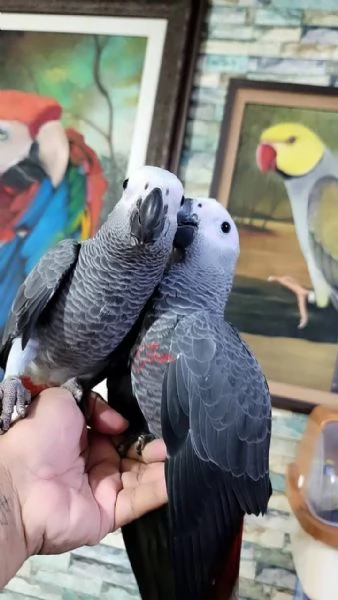 Pappagalli Cenerini Africani | Foto 2