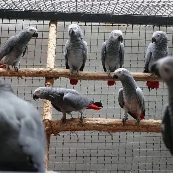 Pappagalli Cenerini Africani