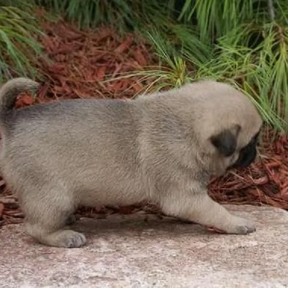 Carlino Pug cuccioli maschio e femmina