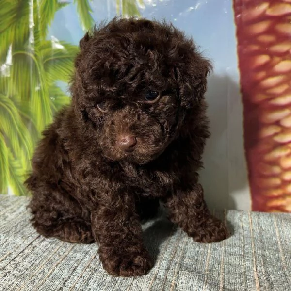 Maltipoo cuccioli maschio e femmina | Foto 0