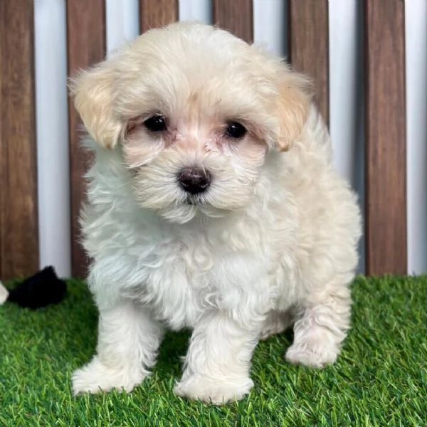 Maltipoo cuccioli maschio e femmina
