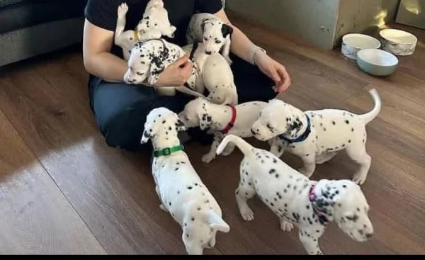 Dalmata cuccioli maschio e femmina