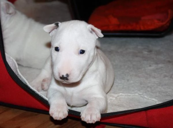 Bull Terrier cuccioli maschio e femmina