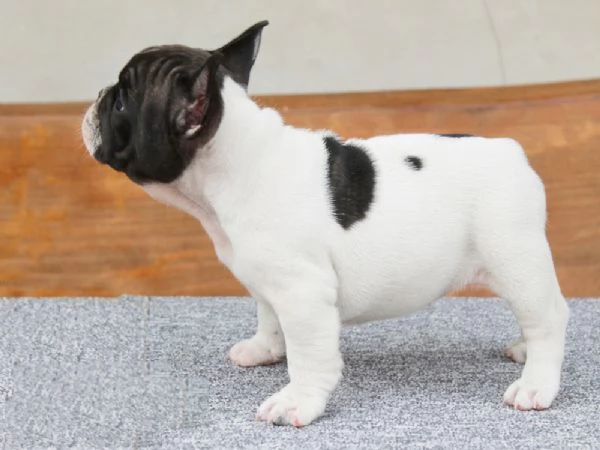 Adorabili cuccioli di bulldog francese in cerca di una nuova casa | Foto 0