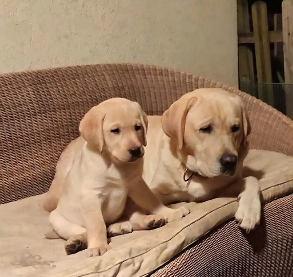 Cuccioli labrador