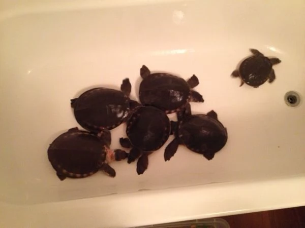  tartaruga naso di porcello o tartaruga muso di porco Carettochelys insculpta