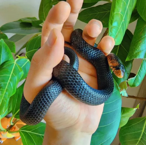 Drymarchon couperi | Foto 0