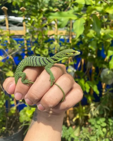 varano arboricolo smeraldino | Foto 0