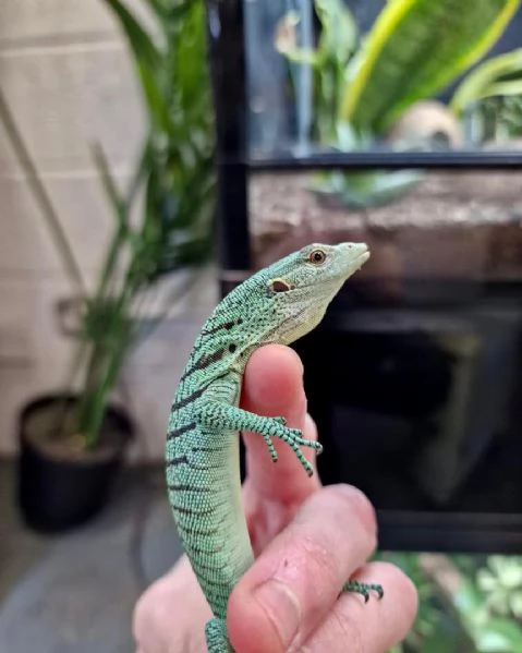 varano arboricolo smeraldino