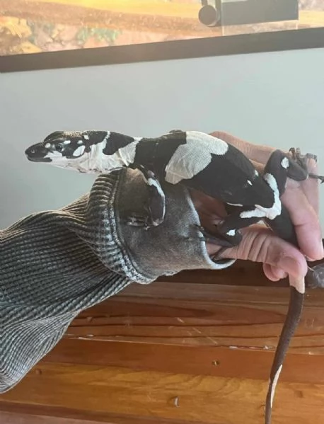 varano vario Varanus varius