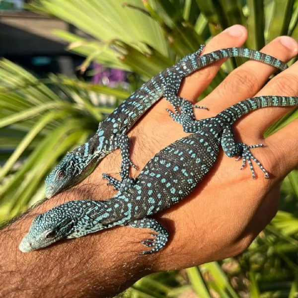 varano arboricolo blu o varano arboricolo a macchie azzurre Varanus macraei | Foto 0