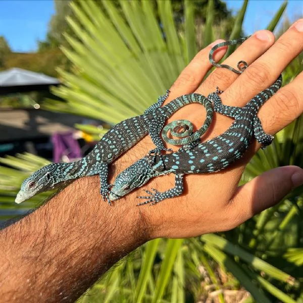 varano arboricolo blu o varano arboricolo a macchie azzurre Varanus macraei