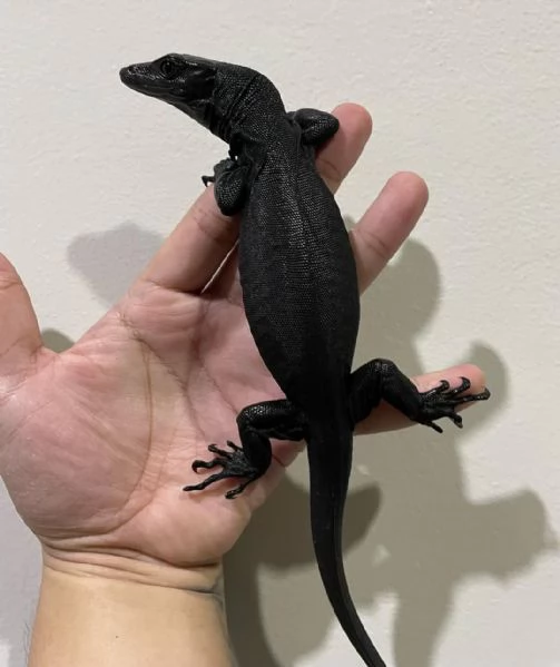  varano dacqua asiatico Varanus salvator | Foto 0