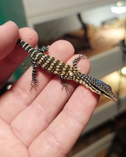 Varanus glauerti | Foto 0