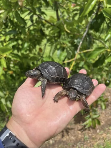 tartaruga gigante di Aldabra Aldabrachelys gigantea | Foto 1