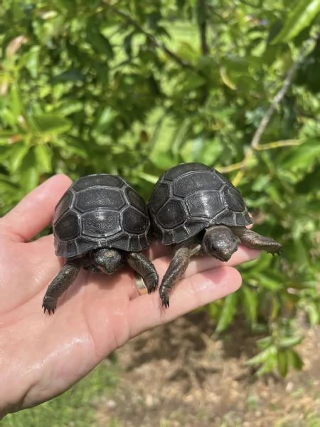 tartaruga gigante di Aldabra Aldabrachelys gigantea | Foto 0