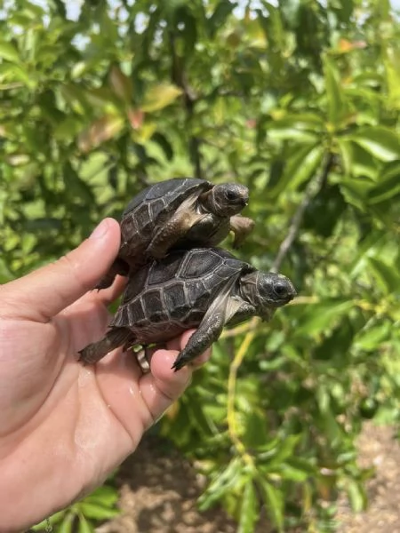tartaruga gigante di Aldabra Aldabrachelys gigantea