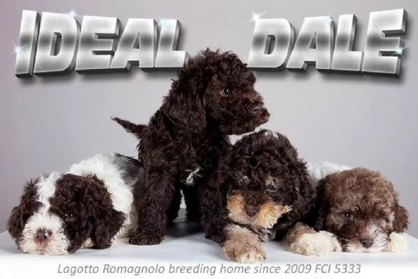 Ideal Dale egrave un allevamento familiare dedicato alla razza Lagotto Romagnolo