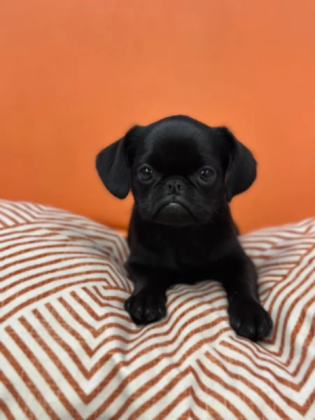 Cucciola di Piccolo Brabantino  