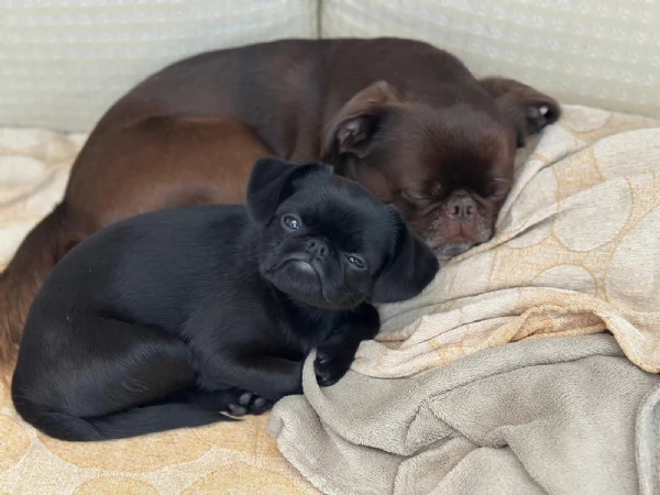 Cucciola di Piccolo Brabantino   | Foto 2