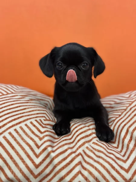 Cucciola di Piccolo Brabantino   | Foto 1