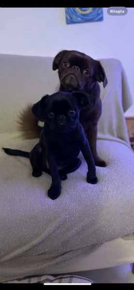 Cucciola di Piccolo Brabantino   | Foto 0