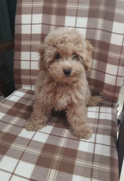 Barboncino nano femmina | Foto 2